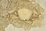 Fossil Crab (Potamon) Preserved in Travertine - Turkey #230626-3